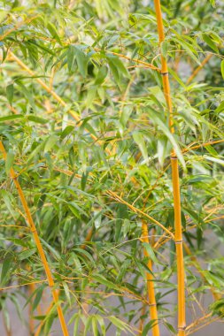 Bambu ağacı görünümü kapatın