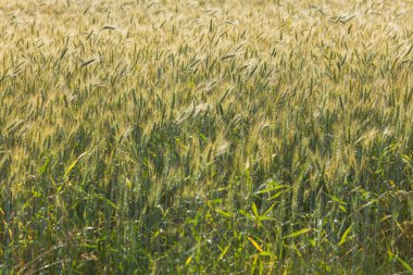 Görünümü çavdar olgun kulaklara kadar kapatın