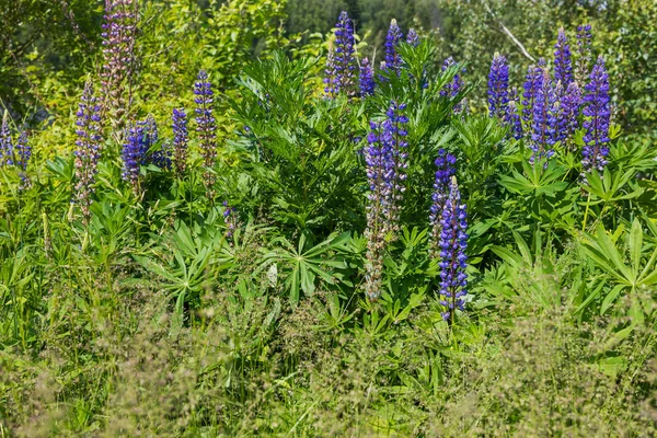 Visa om Lupin blommor på grönt gräs — Stockfoto