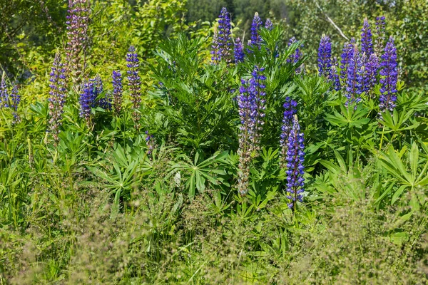 Vista sobre las flores de altramuz en hierba verde — Foto de Stock