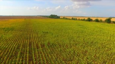 Ayçiçeği alan hava uçuş