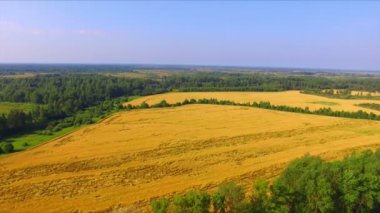 Drone uçuş olgun çavdar kulakları alanın üzerinde