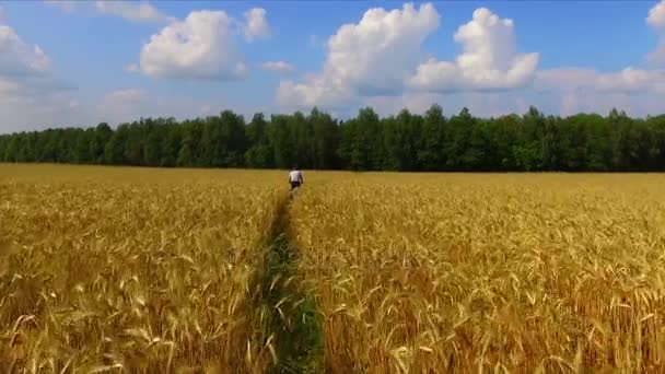 Man riding bicycle by the ripe rye field — Stock Video