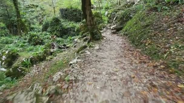 Flytta av stigen genom den vilda skogen — Stockvideo