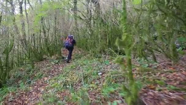 Backpacker caminhando pela floresta selvagem — Vídeo de Stock