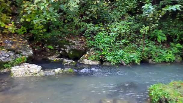 Moviéndose sobre el flujo del arroyo forestal — Vídeo de stock