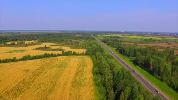 Drone lotu nad polem kłosy żyta dojrzałe — Wideo stockowe