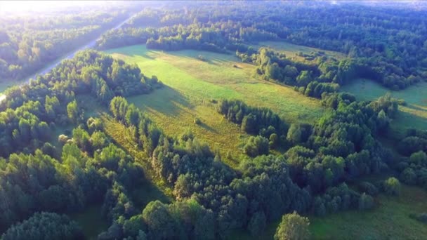 Lotu drona na łąki i Las — Wideo stockowe