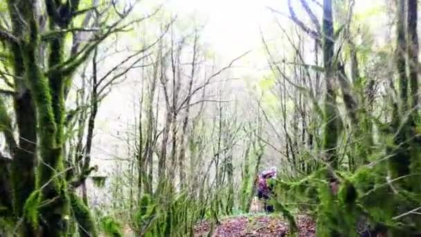 Backpacker tochten door het wilde bos — Stockvideo