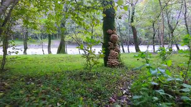 Vista sobre cogumelos que crescem na árvore — Vídeo de Stock