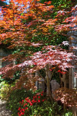doğal ışık ile görünümü kadar yaz kapatın