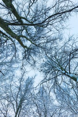 Ağaçlar ve dalları itibariyle kış görünümü