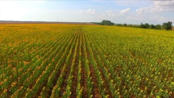 Aerial flight over the sunflower field — Stock Video