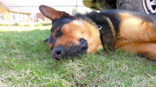 Gran perro macho tendido en la hierba — Vídeos de Stock
