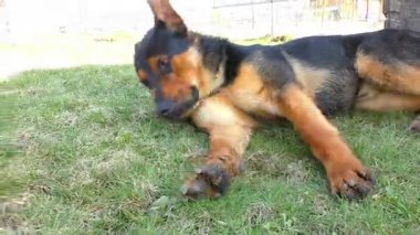 Çim döşeme büyük erkek tazı