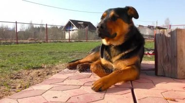 Çim döşeme büyük erkek tazı