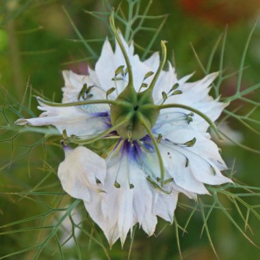 Çörek otu / Love-in-a-mist çiçek