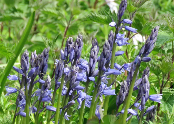 Campanas azules en primavera —  Fotos de Stock