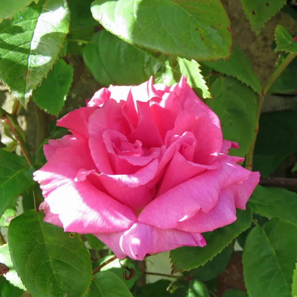 Rosa rosa única — Foto de Stock
