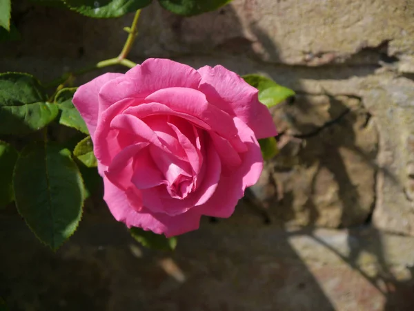 Szál rózsaszín rózsa — Stock Fotó