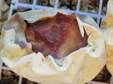 Az gelişmiş yılan yumurta