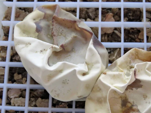 霉菌折叠的蛇蛋 — 图库照片