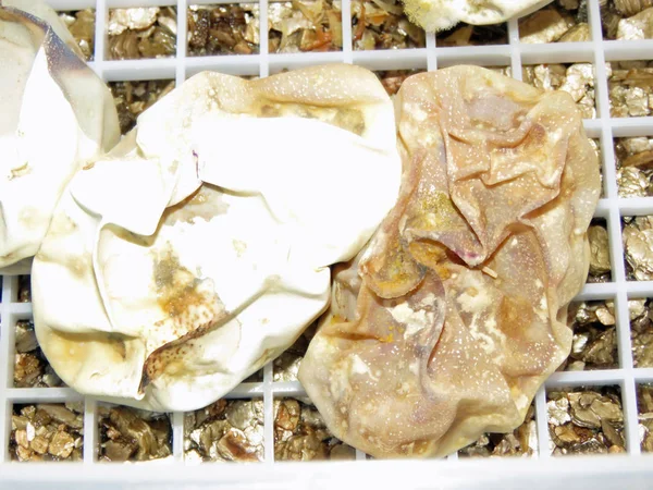 霉菌折叠的蛇蛋 — 图库照片