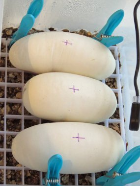 Healthy python eggs clipart