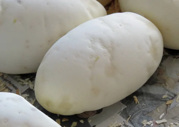 Sağlıklı python yumurta