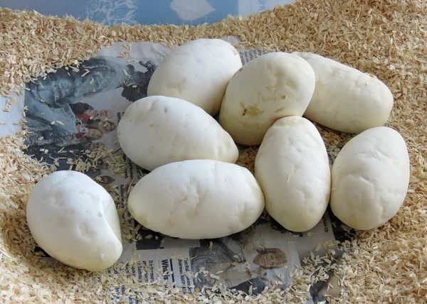 Sağlıklı python yumurta