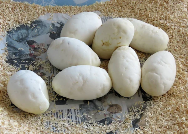 Healthy python eggs — Stock Photo, Image