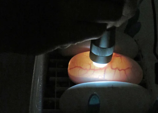 Royal / Ball piton yumurta