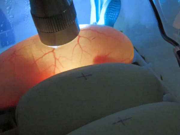 Royal / Ball piton yumurta