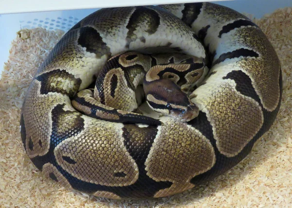 Vrouwelijke Royal / bal Python — Stockfoto