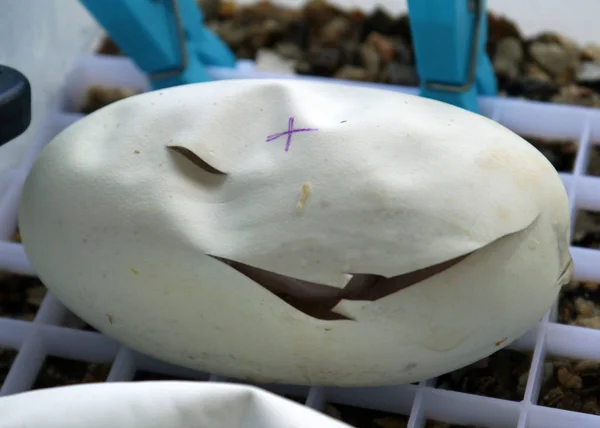 Royal / top python yumurtalar çatlamaya başladı