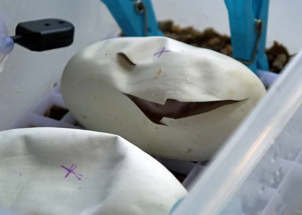 Royal / top python yumurtalar çatlamaya başladı