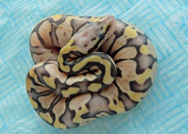 Bebek Kraliyet Python