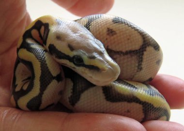 Bebek Kraliyet Python