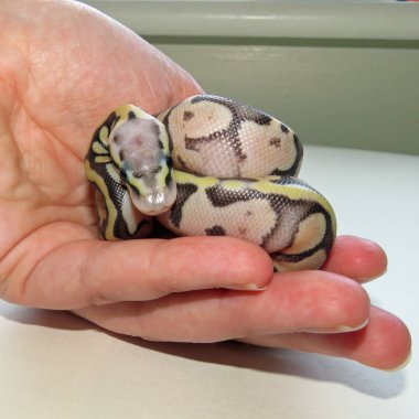 Bebek Kraliyet Python