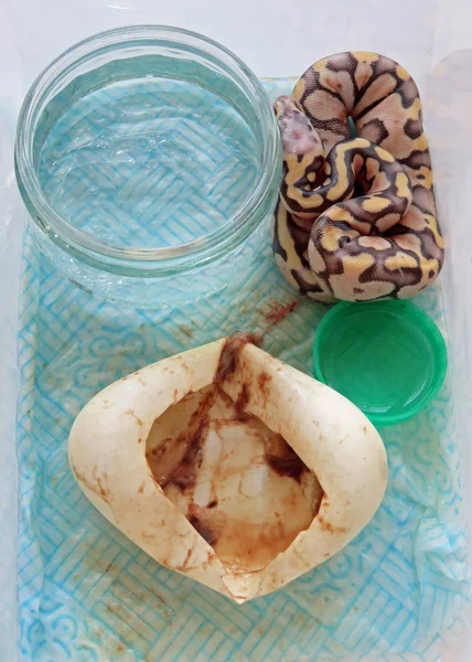 Yeni taranmış Kraliyet python