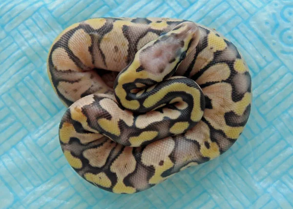 Baby Koninklijke Python — Stockfoto