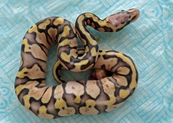 Bebê real Python — Fotografia de Stock
