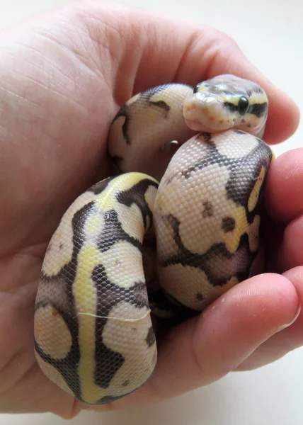 Bebê real Python — Fotografia de Stock