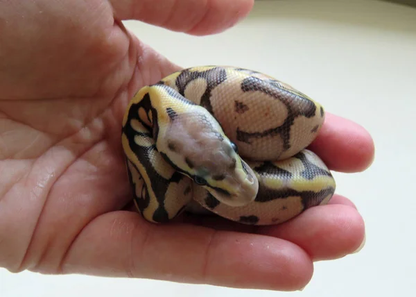 Baby Royal Python — Stok Foto