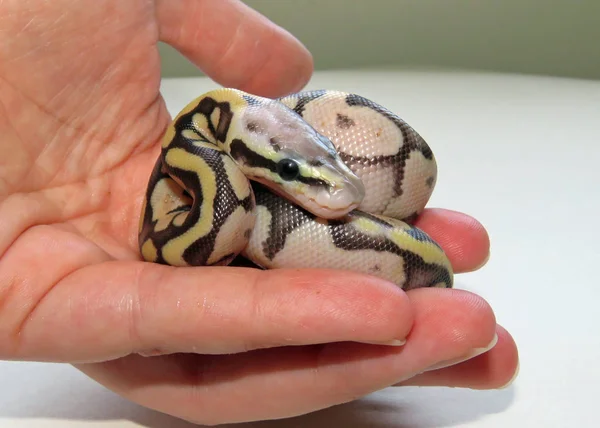 Python royal bébé — Photo