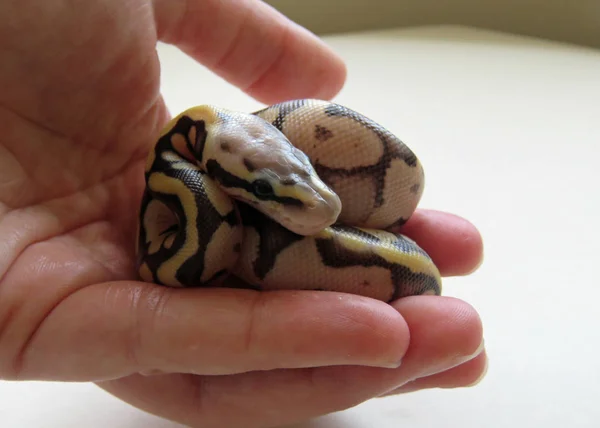 Baby Royal Python — Zdjęcie stockowe