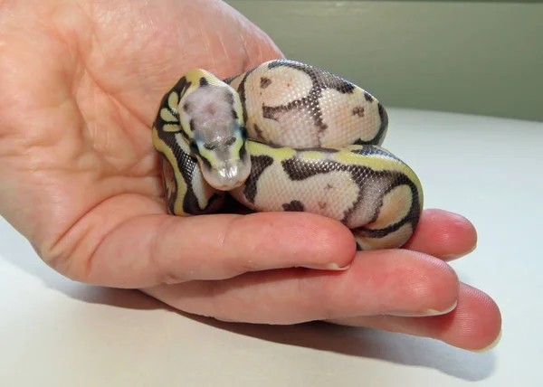 Μωρό βασιλικό Python — Φωτογραφία Αρχείου