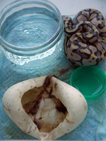 Yeni taranmış Kraliyet python