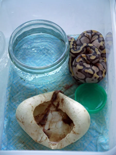 刚孵出的皇家 python — 图库照片