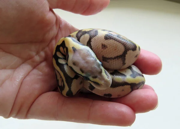 Baby Royal Python Zdjęcie Stockowe